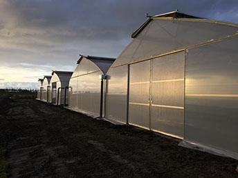 tunnelkas; verse kruiden; teelt op water